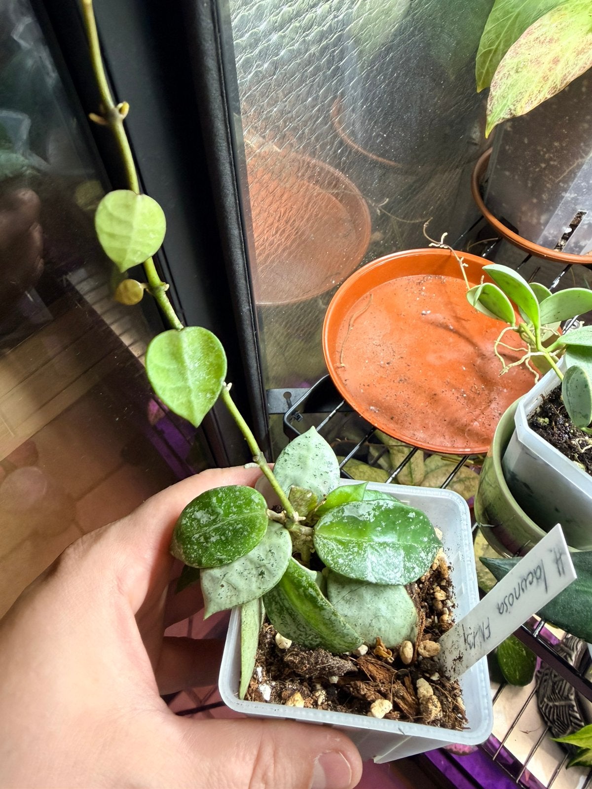 Hoya lacunosa fn013, Ophalen of Verzenden