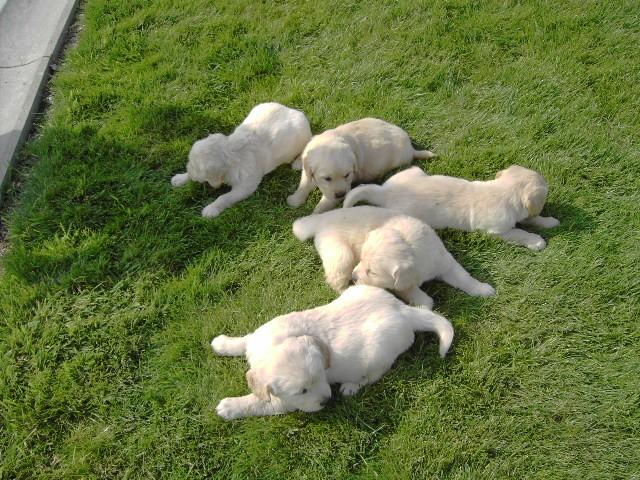 Golden retriever pups, Dieren en Toebehoren, Honden | Retrievers, Spaniëls en Waterhonden, België, 8 tot 15 weken, Meerdere, Meerdere dieren