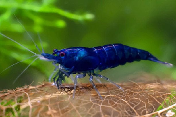 Blue Dream / Blue Jelly garnalen, Ophalen, Overige typen, Overige merken