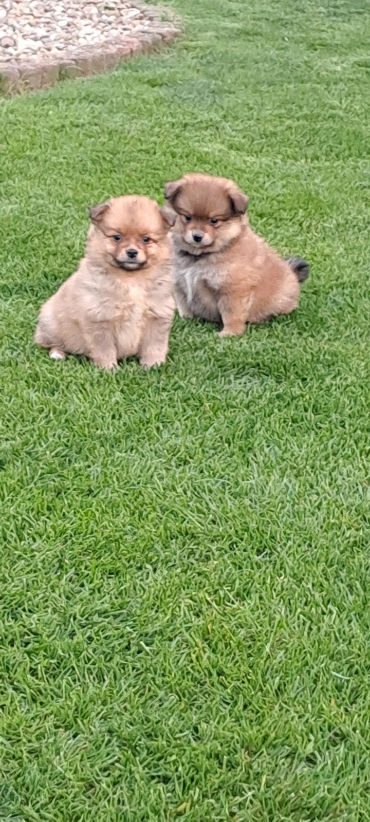 Dwergkeesjes, Parvo, België, Keeshond, 8 tot 15 weken