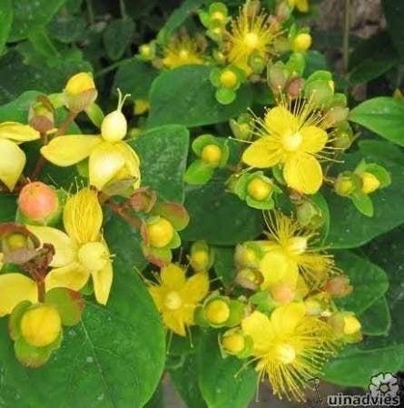 Hypericum x inodorum, Tuin en Terras, Vaste plant, Halfschaduw, Zomer, Ophalen