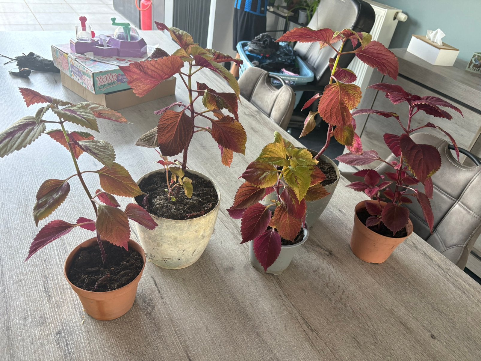 Siernetel, Tuin en Terras, Ophalen, Vaste plant, Overige soorten