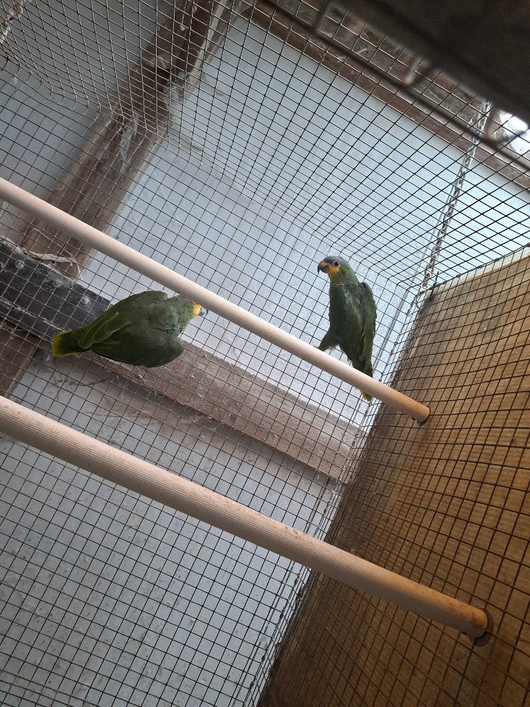 venzuela  amazone  kweekkoppel, Meerdere dieren, Papegaai, Geringd