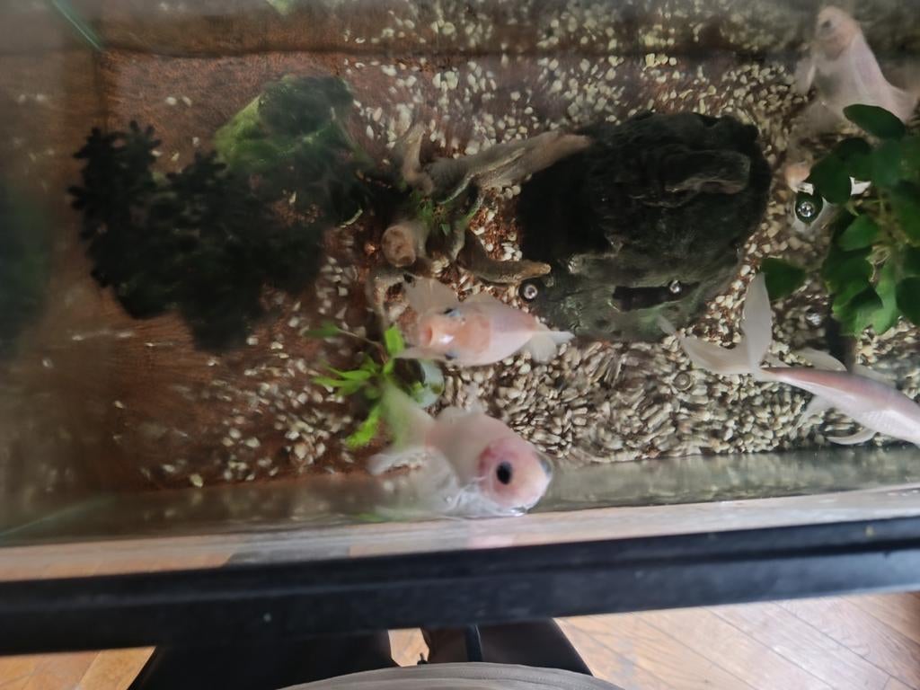 Aquarium tout complet