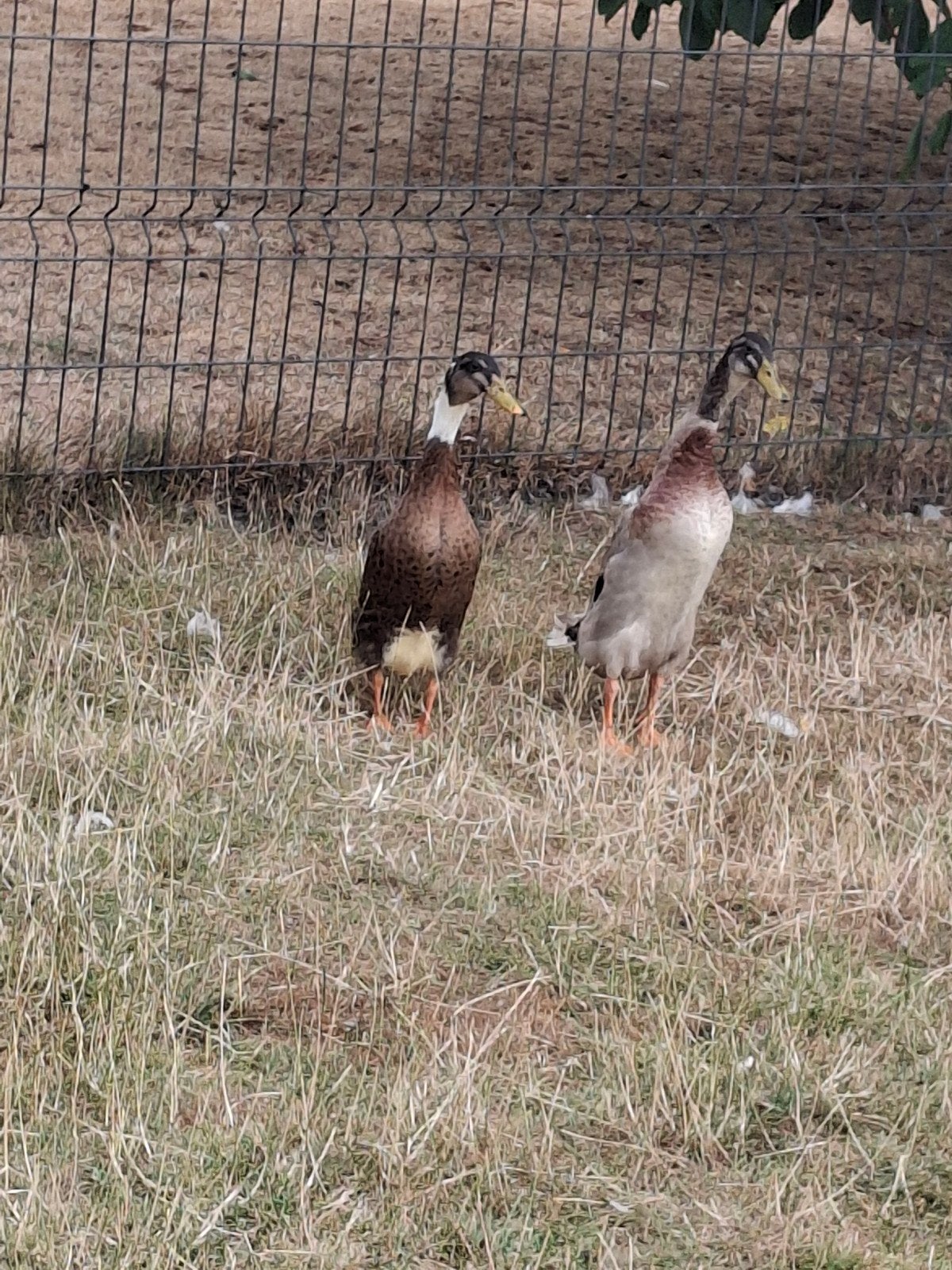 loopeenden, Dieren en Toebehoren, Eend