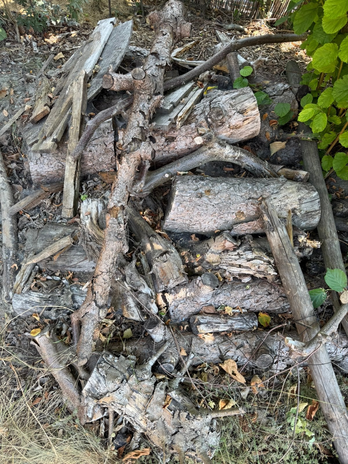 Snoeihout den grote blokken. Gratis op te halen, Tuin en Terras, Brandhout, Minder dan 3 m³, Ophalen, Overige houtsoorten, Takken
