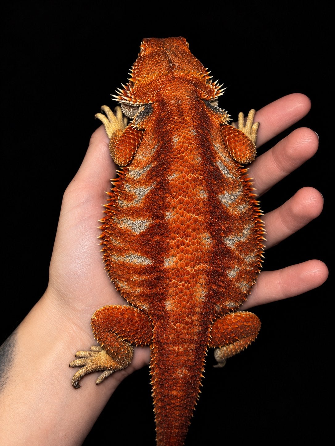 High red extreme bleu bar, Hagedis, Tam, 0 tot 2 jaar