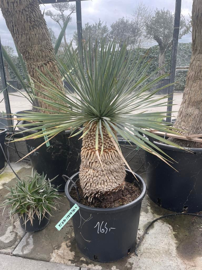 Yucca Rostrata, Tuin en Terras, Planten | Tuinplanten, Volle zon, Vaste plant, Lente, Ophalen