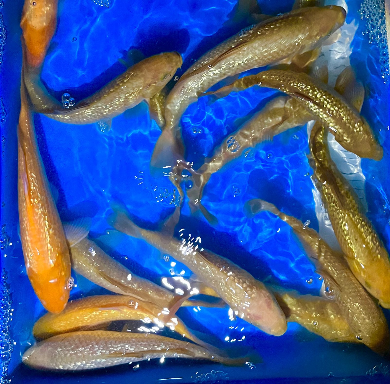 HQ Tosai Ginrin Chagoi, Soragoi, Karashigoi 25-30cm.