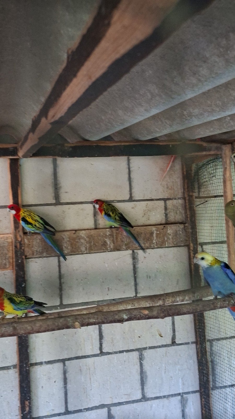 rosellas  30euro stuk jonge vogels, Dieren en Toebehoren