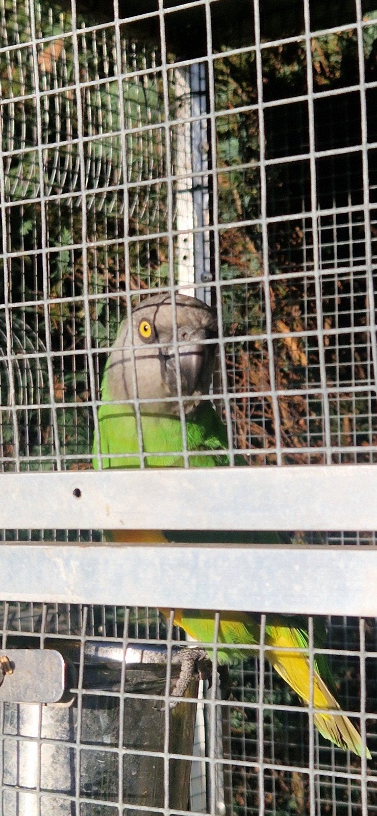 couple de fermiers colorés, Plusieurs animaux, Perroquet, Bagué