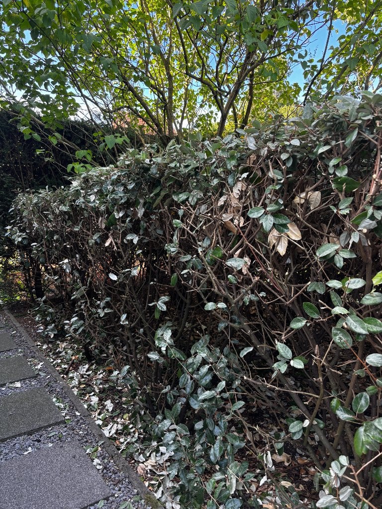 Olijfwilg 9 planten 1.5m, Tuin en Terras, Ophalen, Overige soorten, Struik, 100 tot 250 cm