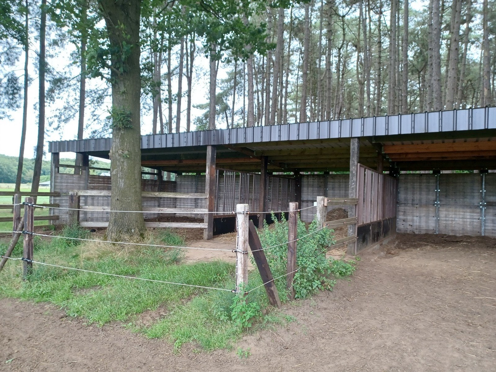 Pension plekken vrij Tessenderlo 24/7 buiten, Dieren en Toebehoren, Weidegang, 2 of 3 paarden of pony's