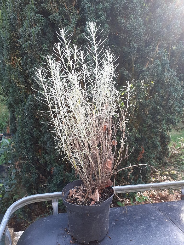 herbe à curry / hélichryse italienne / immortelle, Enlèvement