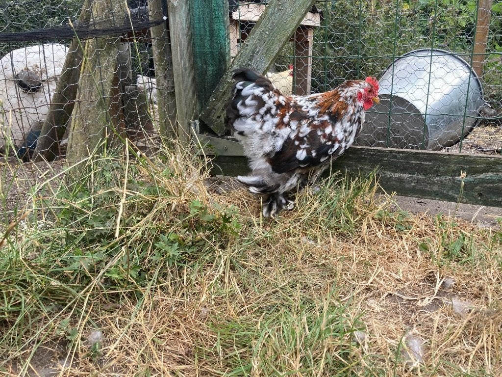 cochin kriel haantje, Dieren en Toebehoren, Mannelijk, Kip