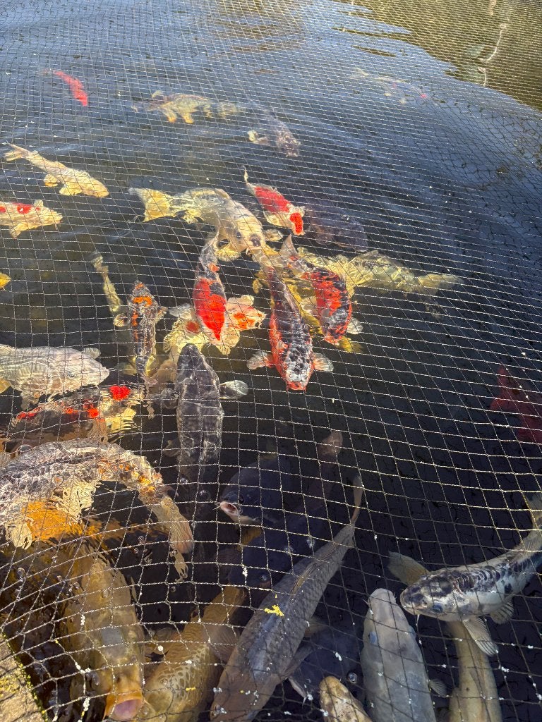 Koi japonais