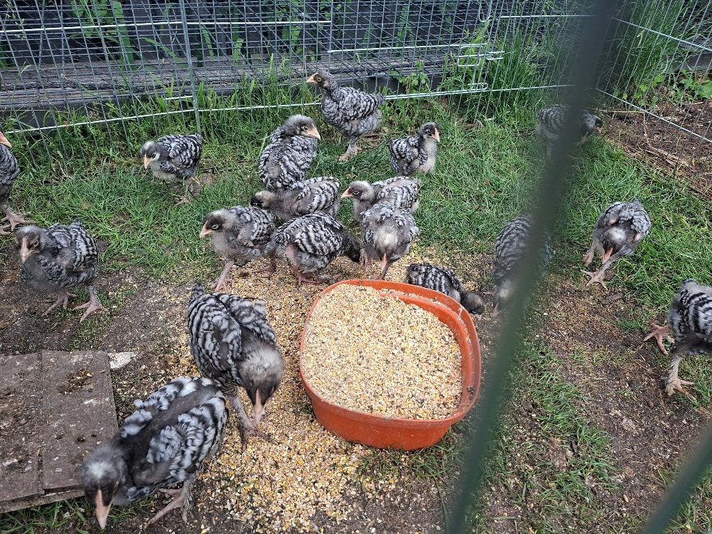 20 haantjes mechelse koekoek, Dieren en Toebehoren