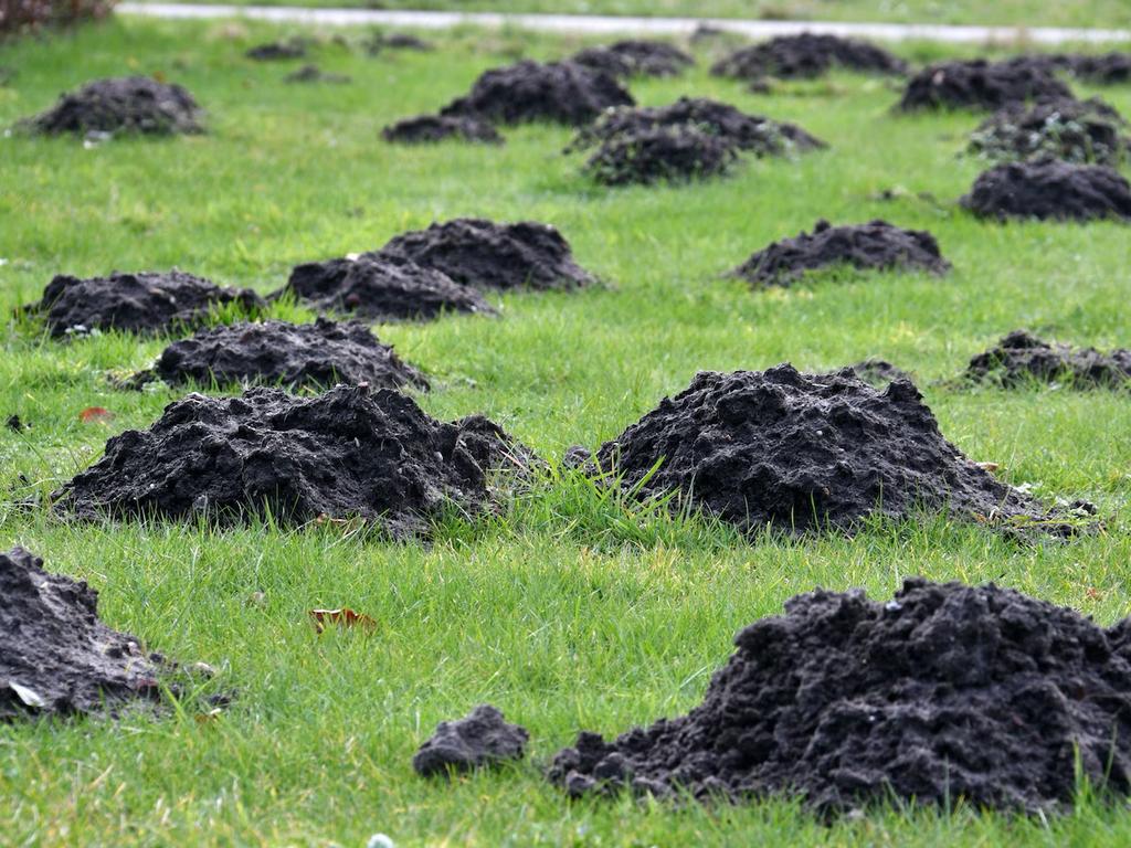 Mollenvanger regio vlaanderen, Tuin en Terras, Overige Tuin en Terras, Ophalen