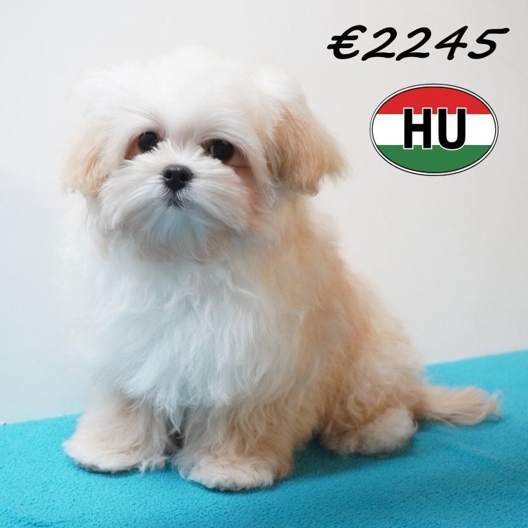 Adorables chiots Maltipoo de couleur crème à vendre (mâles), 15 semaines à 1 an, Chien (mâle), Hépatite contagieuse (maladie de Rubarth)