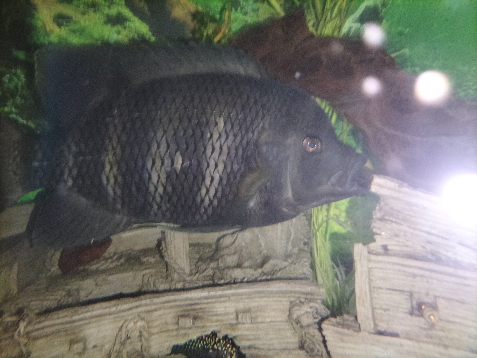 grote tilapia, Dieren en Toebehoren, Vissen | Aquariumvissen