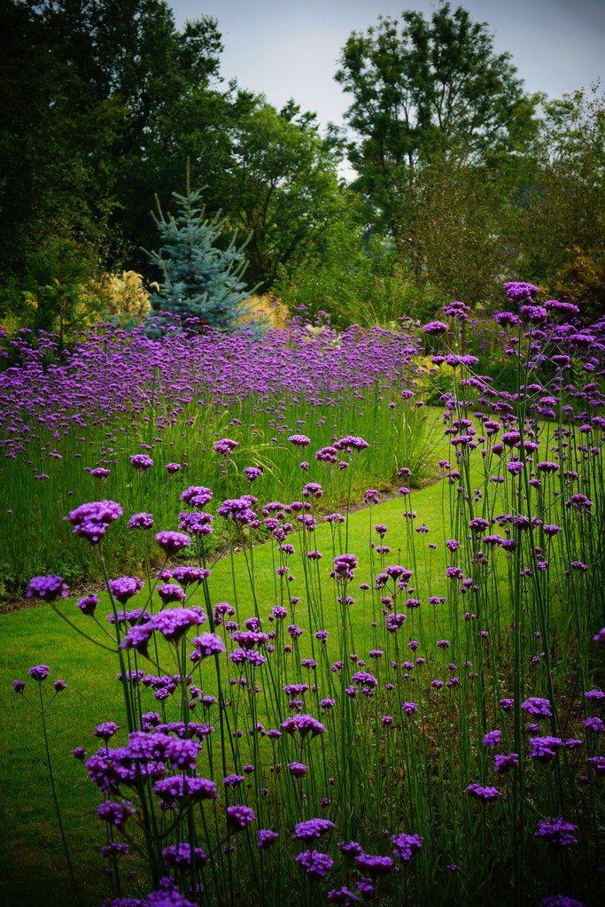 Verbena bonariensis, Ophalen, Volle zon