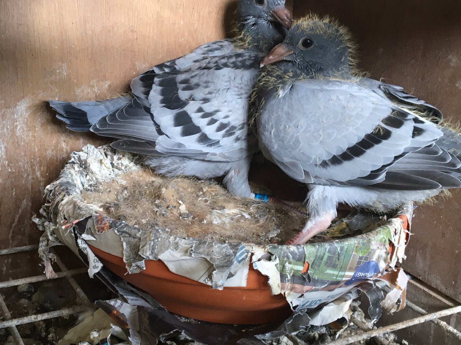 Jonge duiven, Animaux & Accessoires, Oiseaux | Pigeons