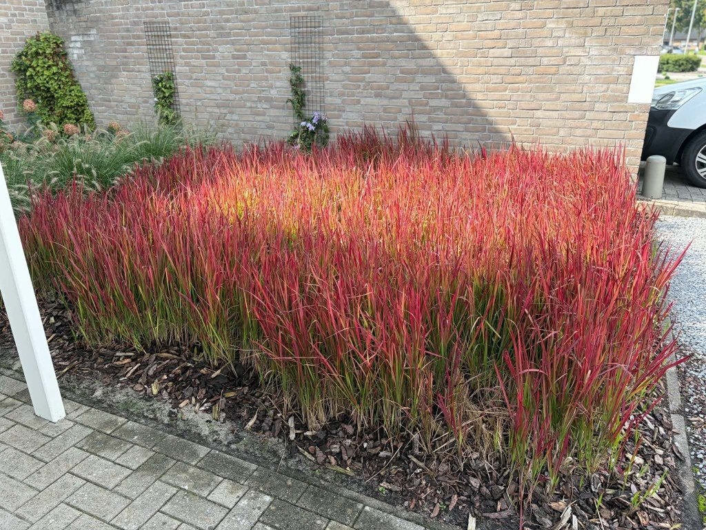siergras Red Baron, Tuin en Terras, Ophalen, Vaste plant, Siergrassen