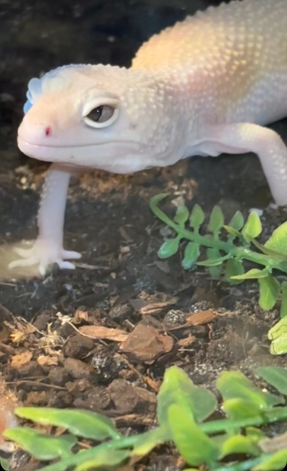 Diablo blanco luidpaardgekko vrouw, Dieren en Toebehoren, Reptielen en Amfibieën, 0 tot 2 jaar