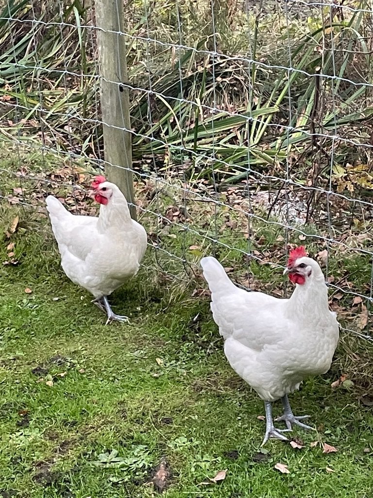 Poule de Bress, Animaux & Accessoires, Femelle, Poule ou poulet