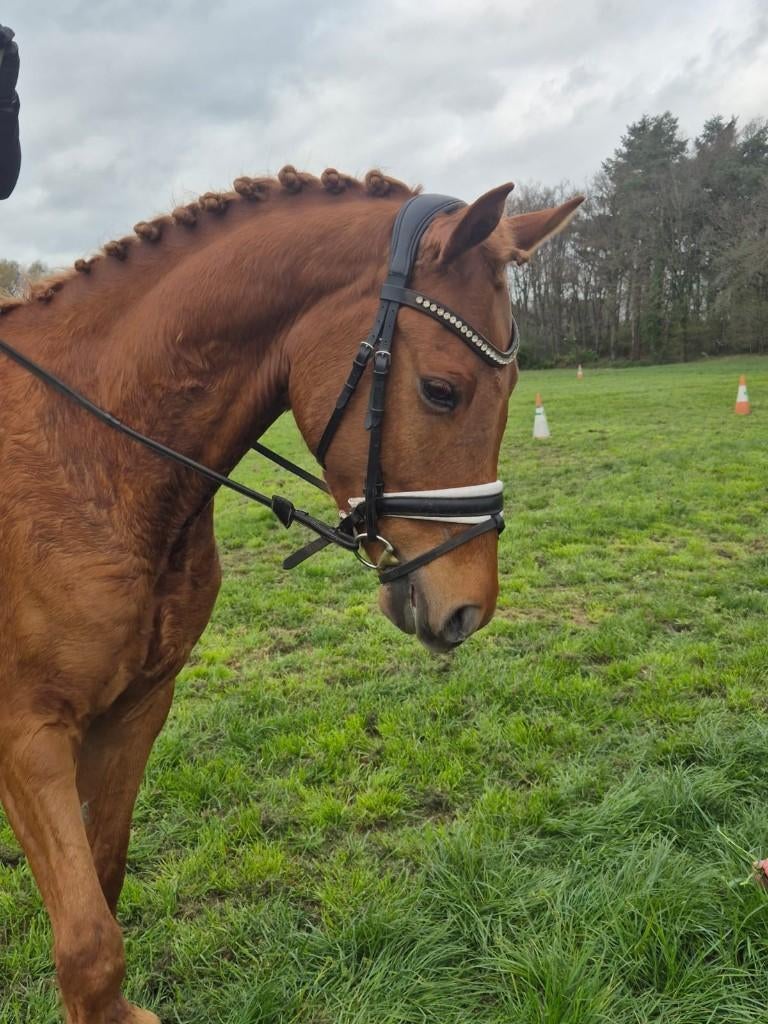 Knappe allround E-pony/damespaardje, Dieren en Toebehoren, Ruin, L, E pony (1.48m - 1.57m), 3 tot 6 jaar