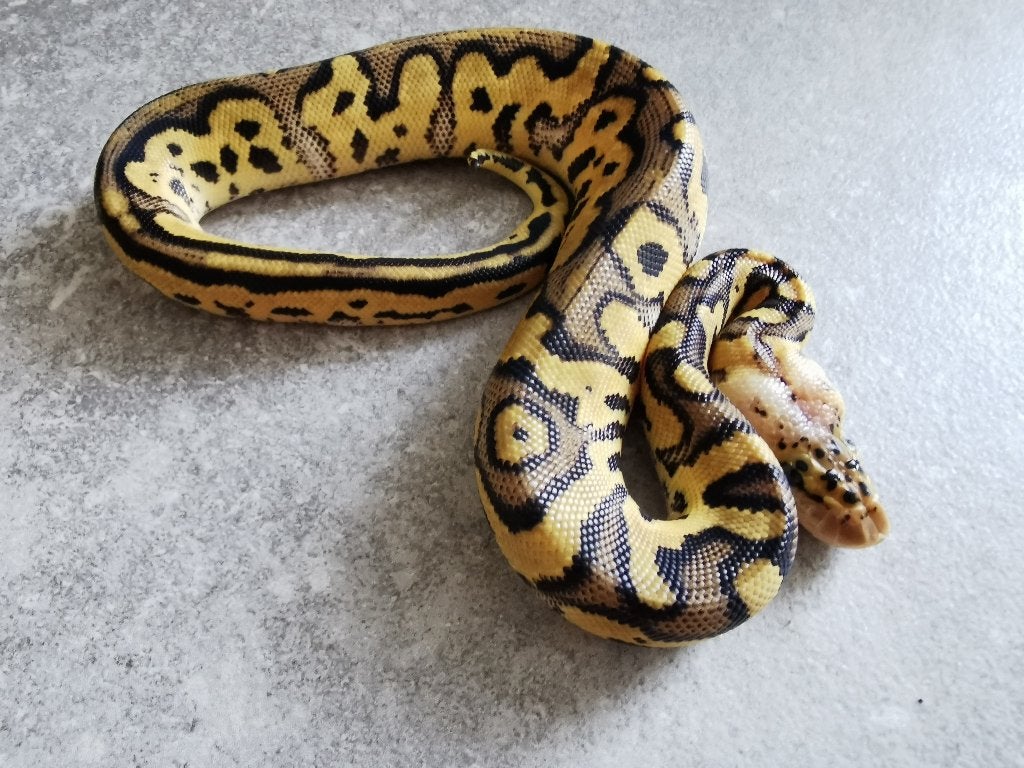 Koningspython; python regius; 1.0; Clown Pastel Ball Python photo 3