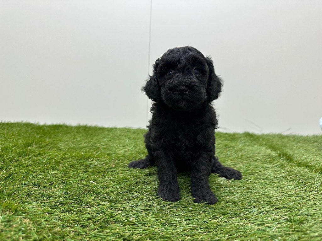 Portée de chiots Caniche Nains, Caniche, Plusieurs, Hépatite contagieuse (maladie de Rubarth), Belgique