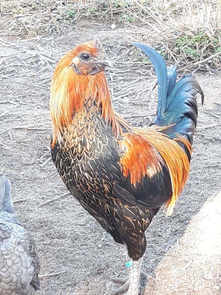 gratis  haantjes en 1  hen, Dieren en Toebehoren, Pluimvee, Meerdere dieren, Kip