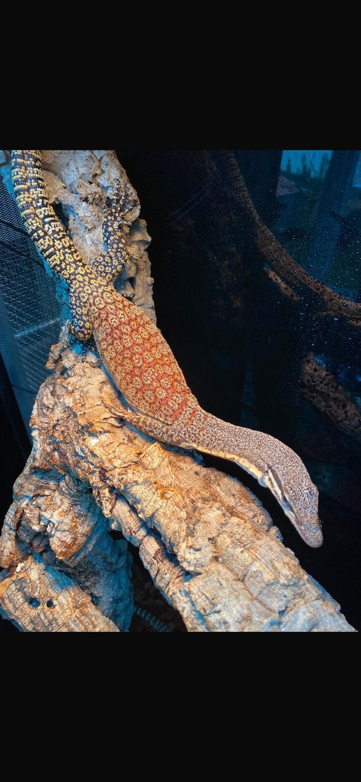 Male Varanus glauerti, Animaux & Accessoires