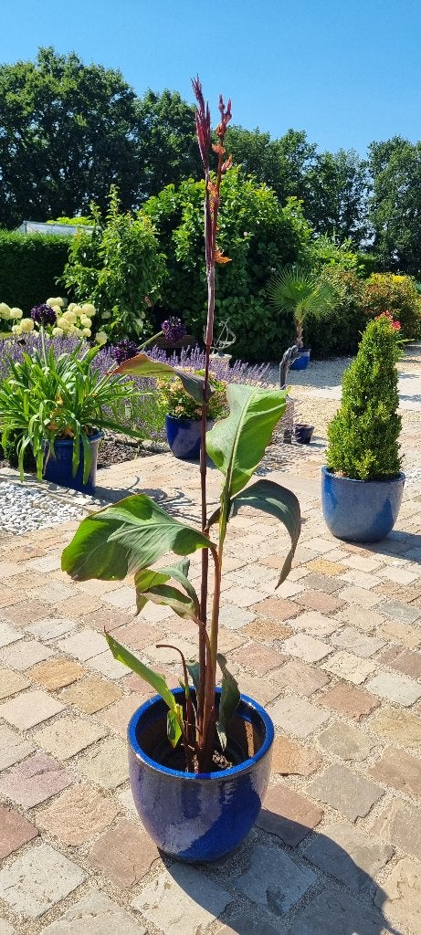Canna Thai Rainbow, Enlèvement