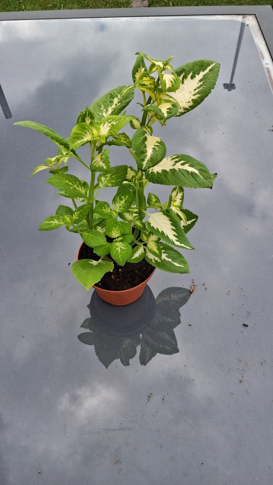 Siernetel ( coleus), Tuin en Terras, Planten | Tuinplanten, Ophalen