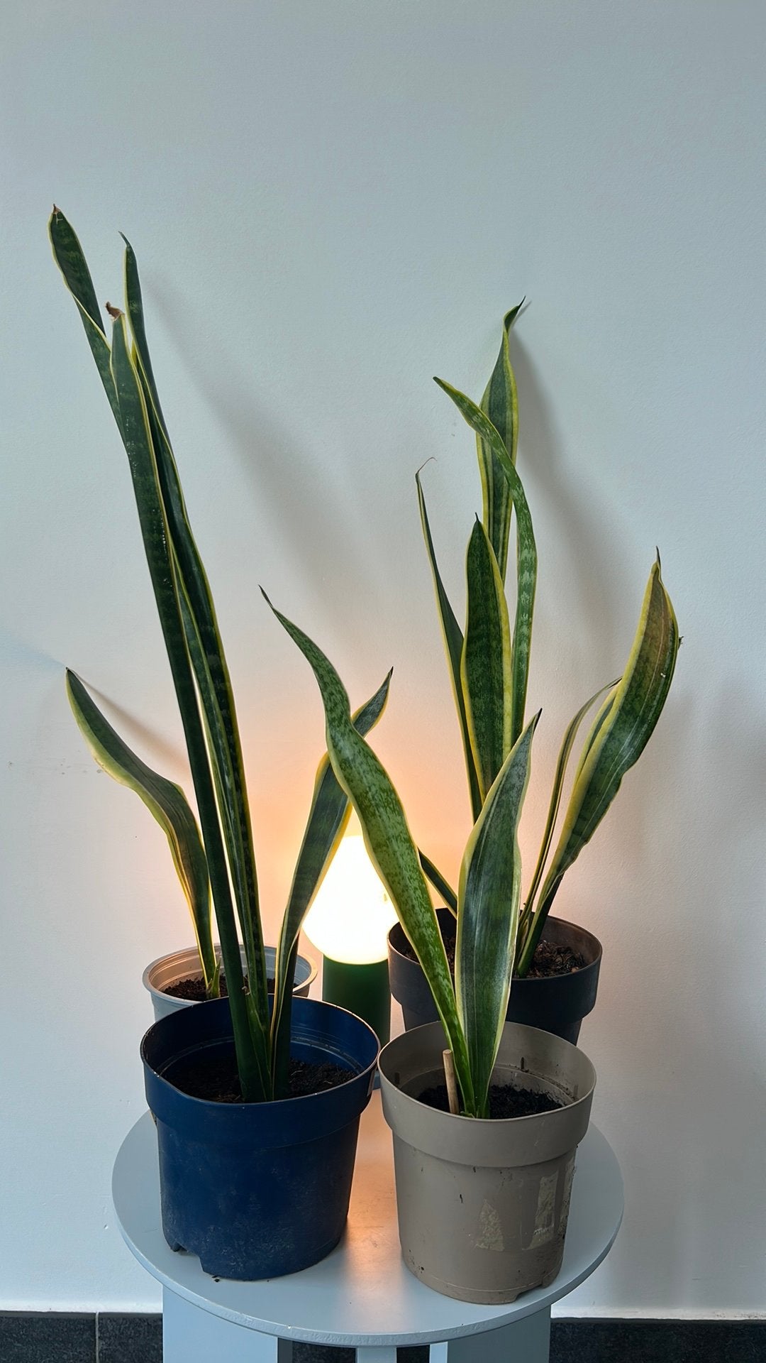Sanseveria (diverse maten), Huis en Inrichting, Ophalen