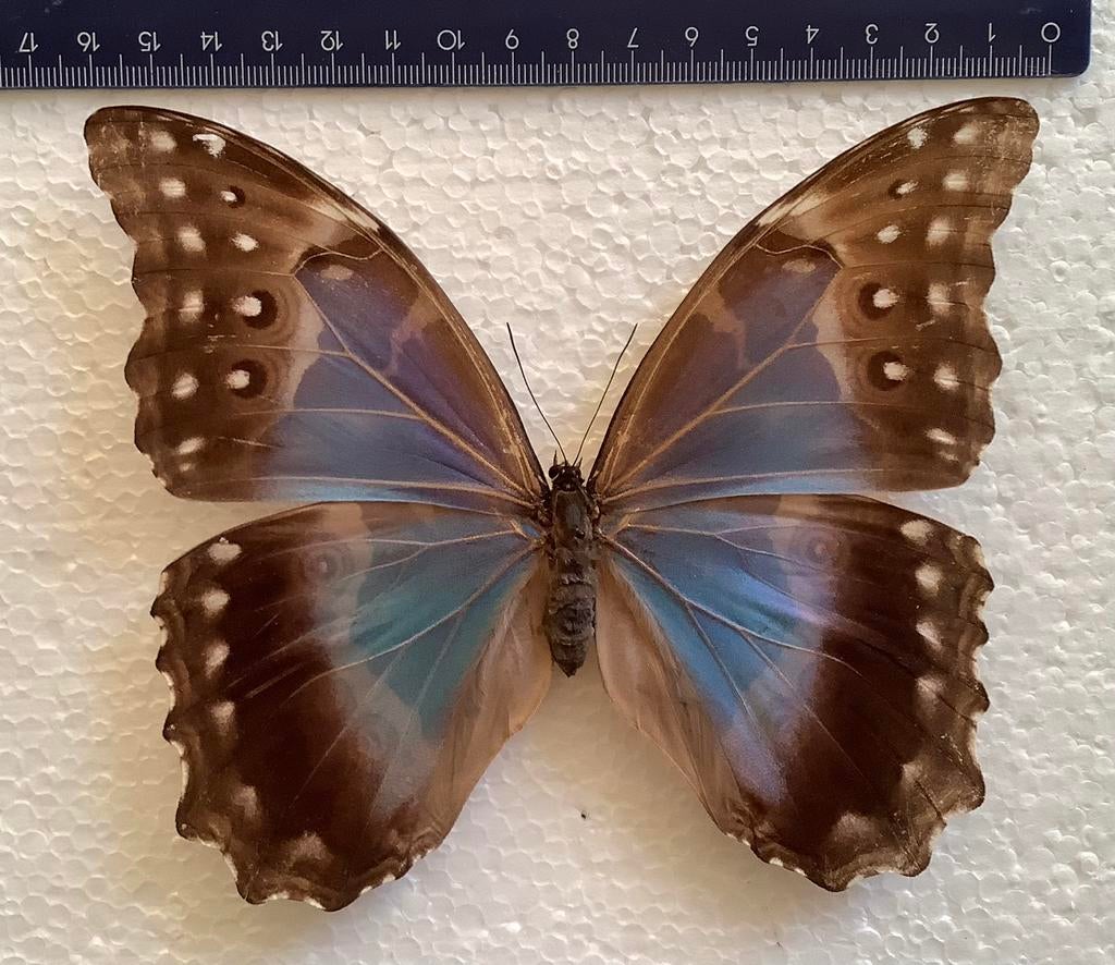 Mooi exemplaat vrouwelijke MORPHO DIDIUS, Ophalen of Verzenden