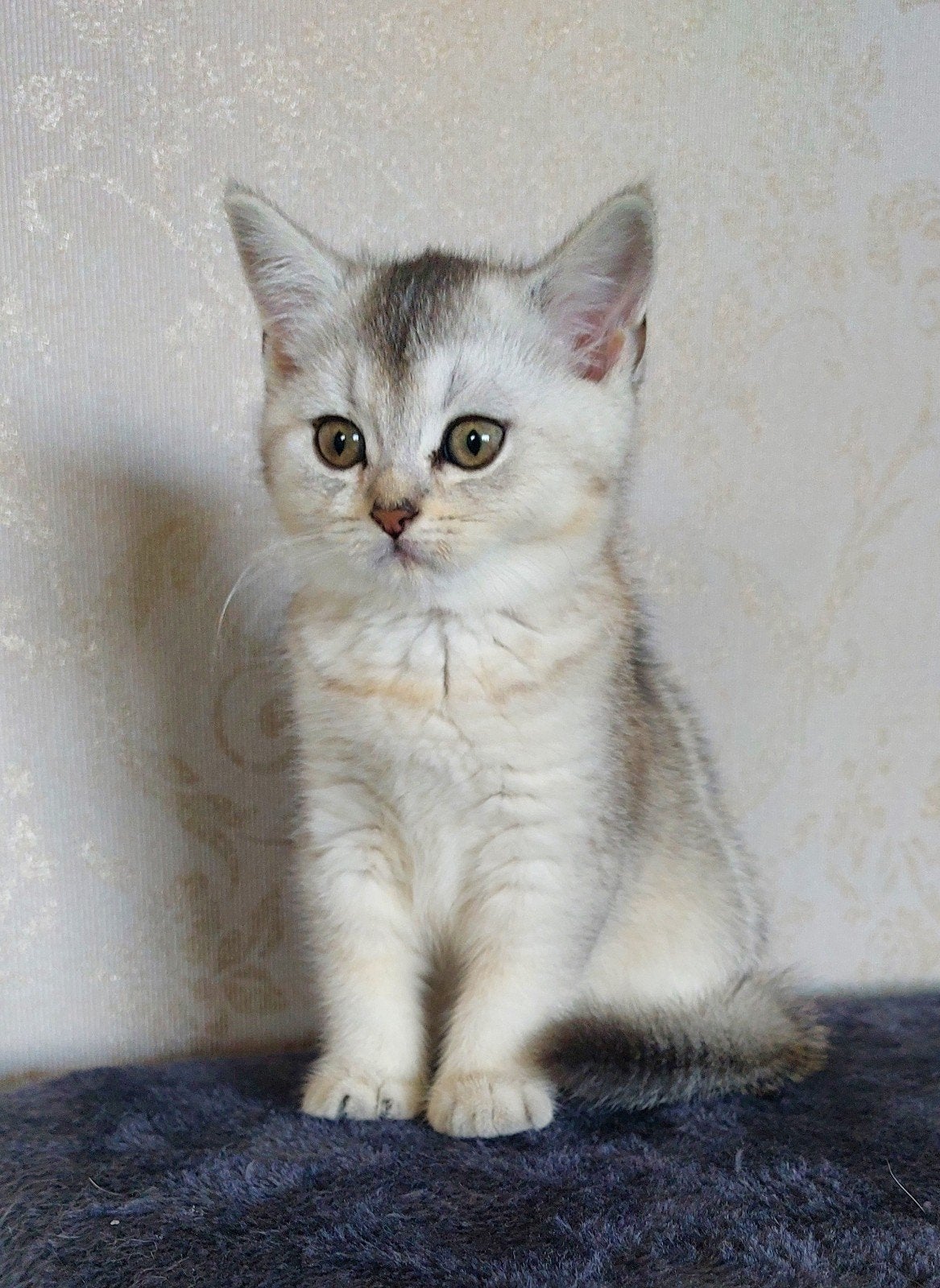 kruising britse korthaar en Britse langhaar kittens, Dieren en Toebehoren, Katten en Kittens | Raskatten | Korthaar, Gechipt