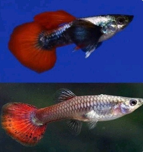 Raszuivere guppies, Dieren en Toebehoren, Vissen | Aquariumvissen