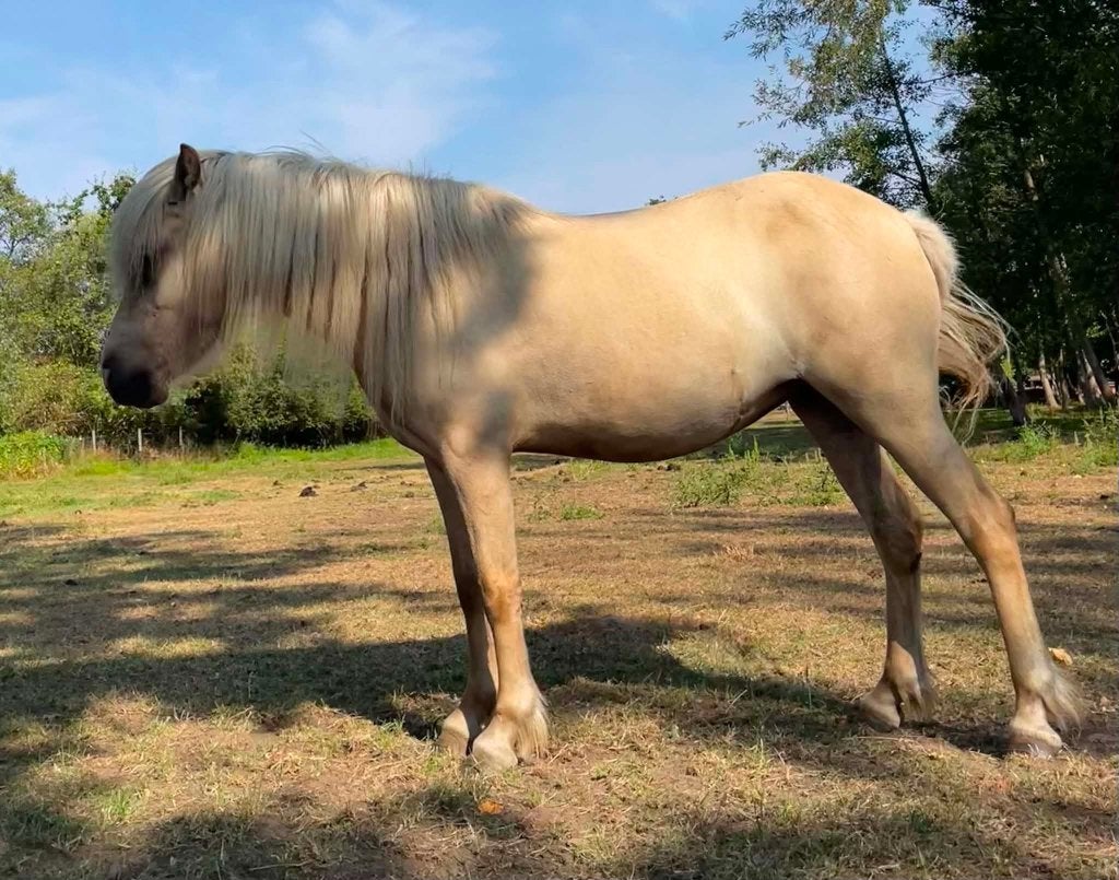 Prachtige Ijslandse merrie, Avec pedigree, Poney C (1.27 m à 1.37m), Débourré, Poney de récréation