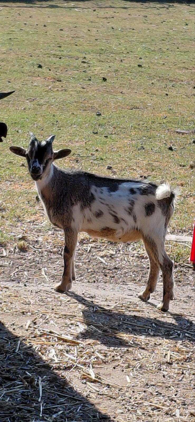 Bokje van januari, Dieren en Toebehoren