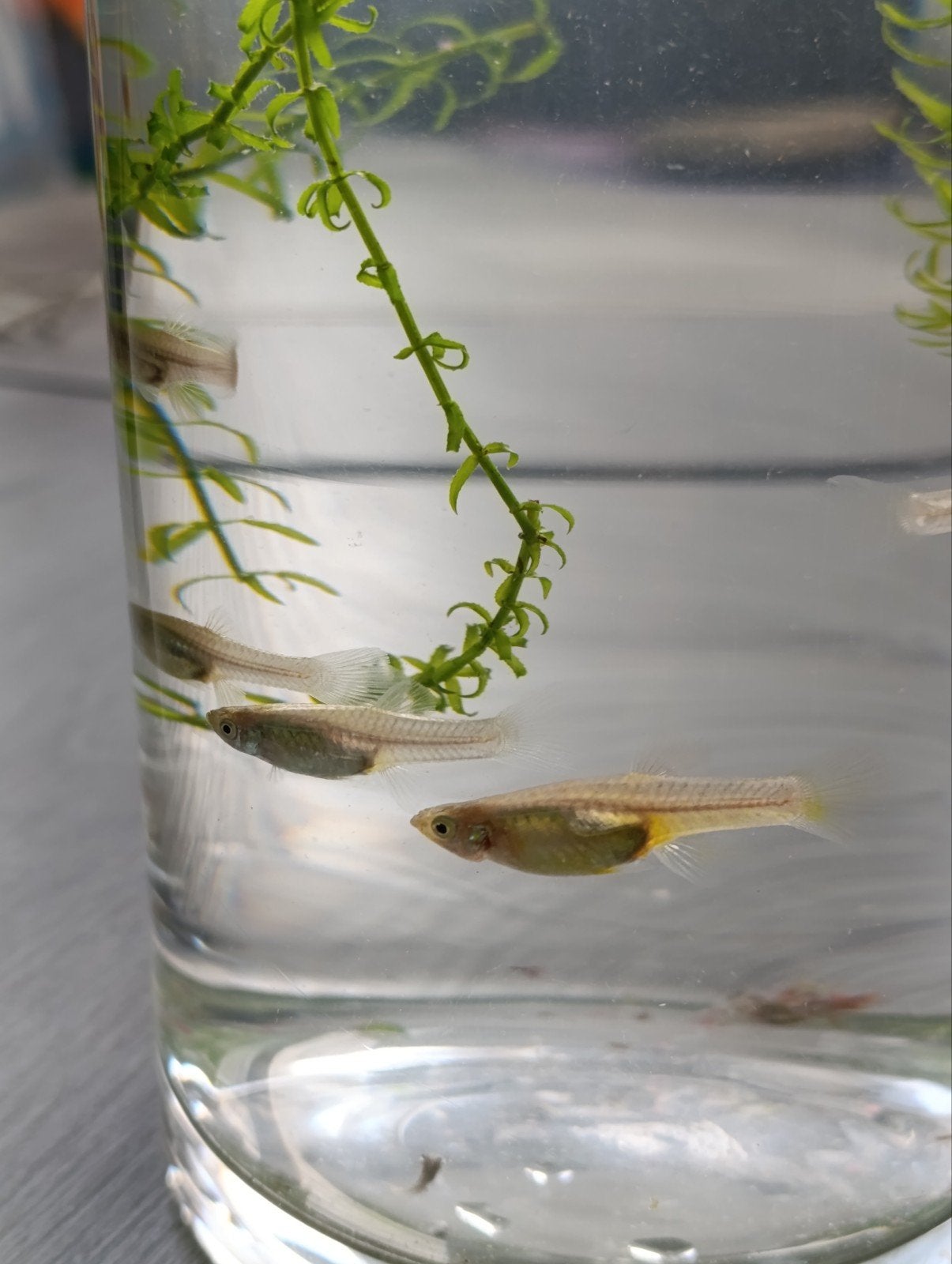 Endlers guppies, vrouwtjes, Poisson, Poisson d'eau douce
