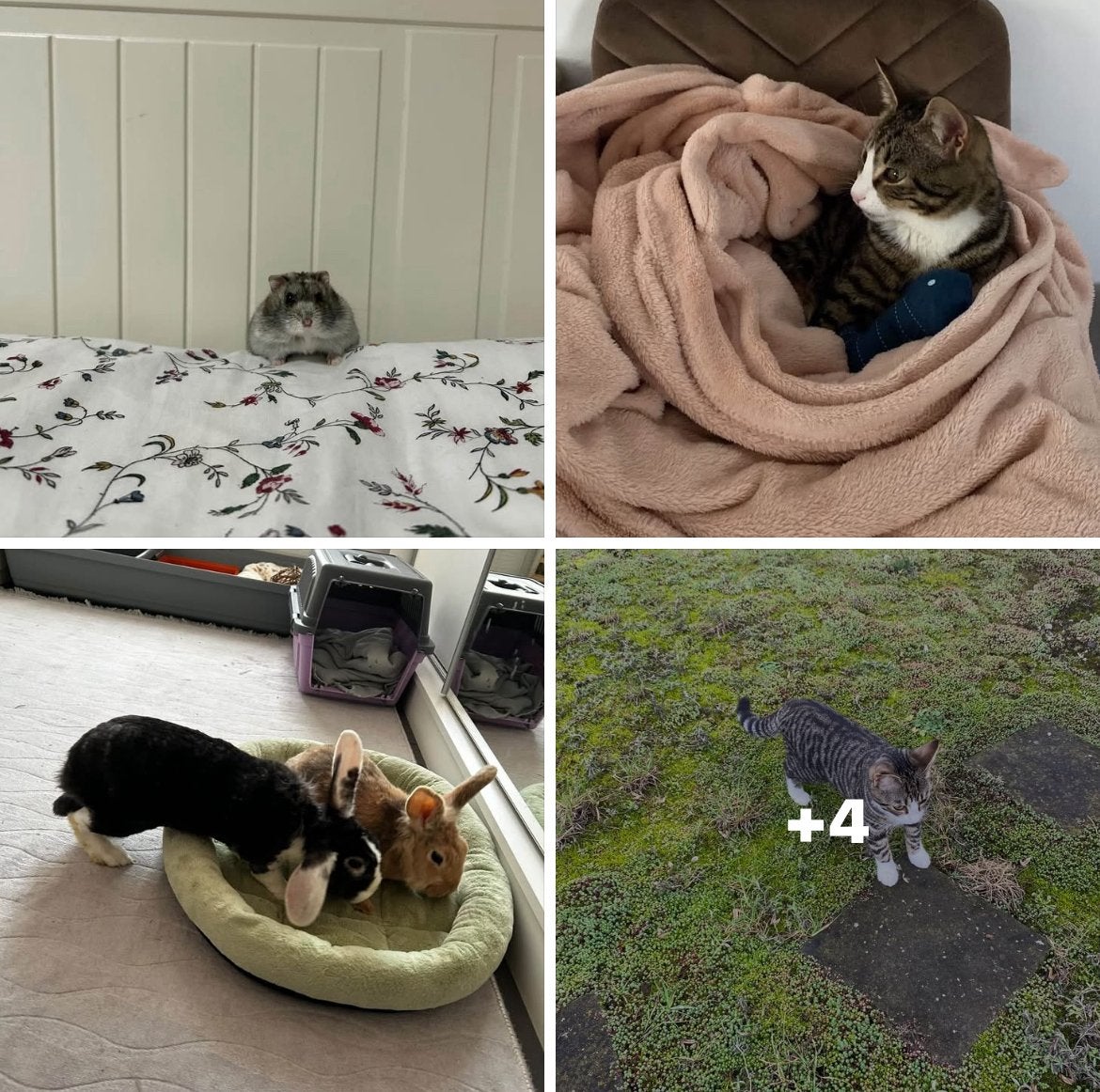 Petsitter animals Brussel