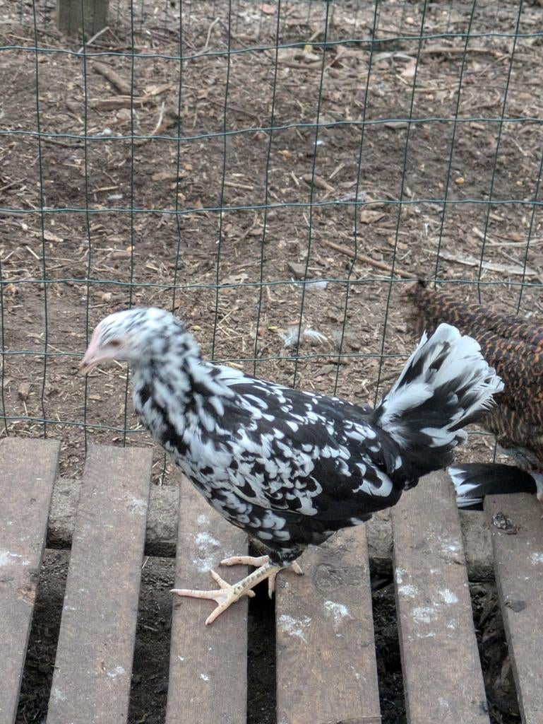 Bonte leghorn, Dieren en Toebehoren