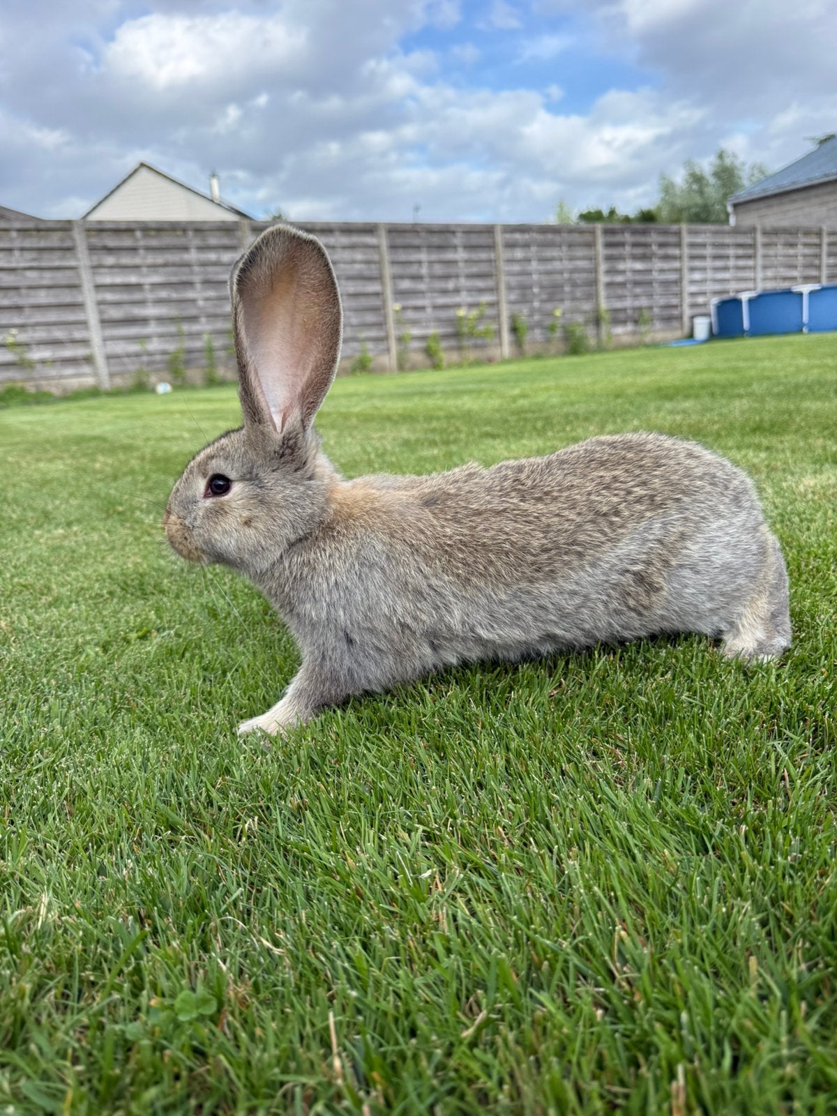Vlaamse reus, Mâle, Grand, 0 à 2 ans