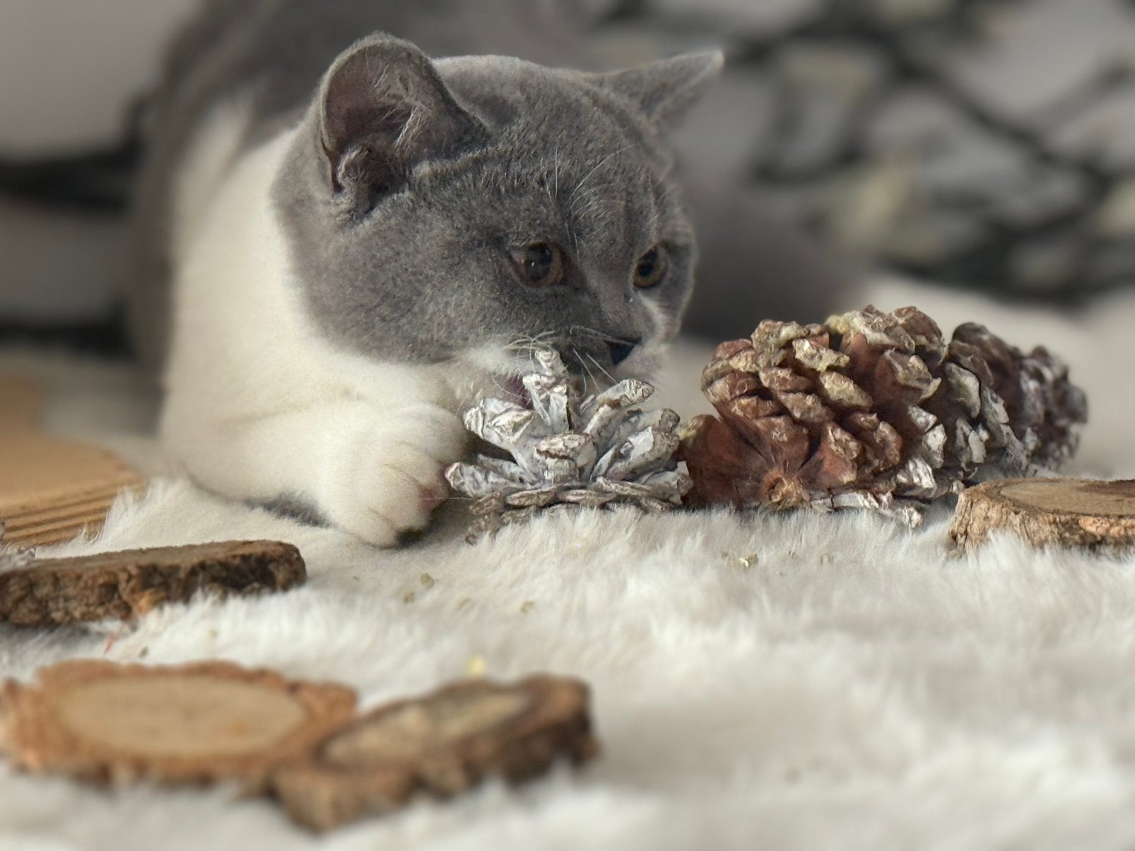 Prachtige Britse Korthaar - nog 2 poesjes met Stamboom, Chatte ou Chat, Avec pedigree, 0 à 2 ans