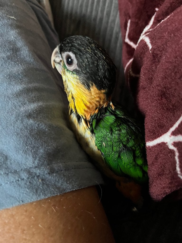 Super lieve handtamme zwartkop caique’s, Dieren en Toebehoren, Geslacht onbekend, Papegaai, Tam