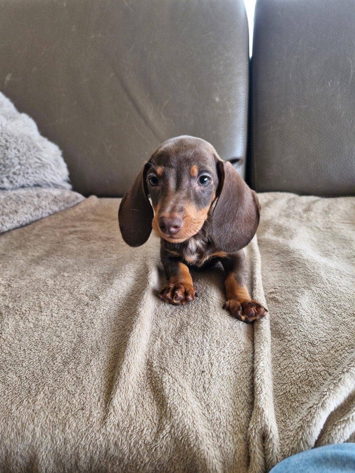 Teckel pups, Dieren en Toebehoren, Parvo, België, Fokker | Hobbymatig, Reu