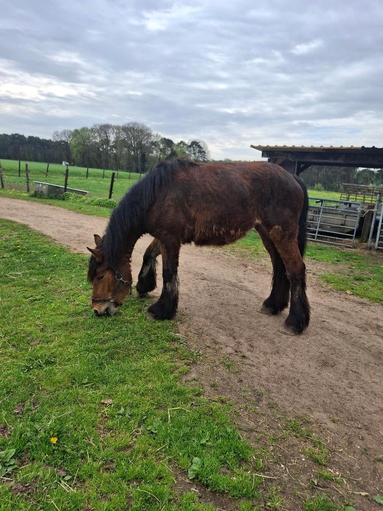 Goed thuis gezocht voor een mooie merrie, Merrie, Met stamboom, 0 tot 2 jaar, 160 tot 165 cm